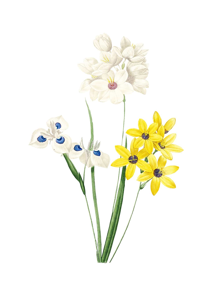 Vintage Corn Lily on White
