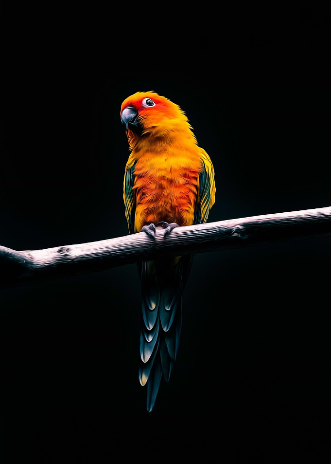 Bird Photography