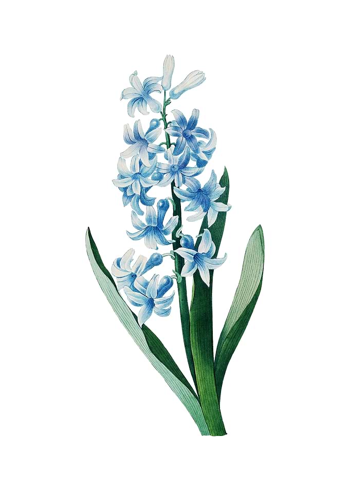 Vintage Dutch Hyacinth
