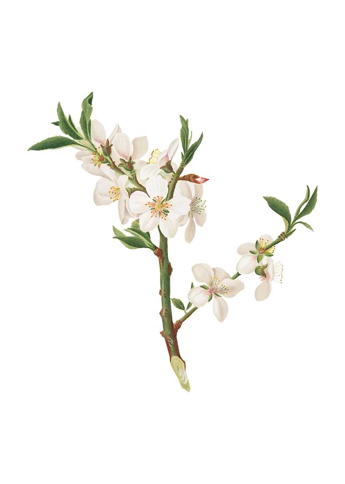 Vintage Almond Tree Flower