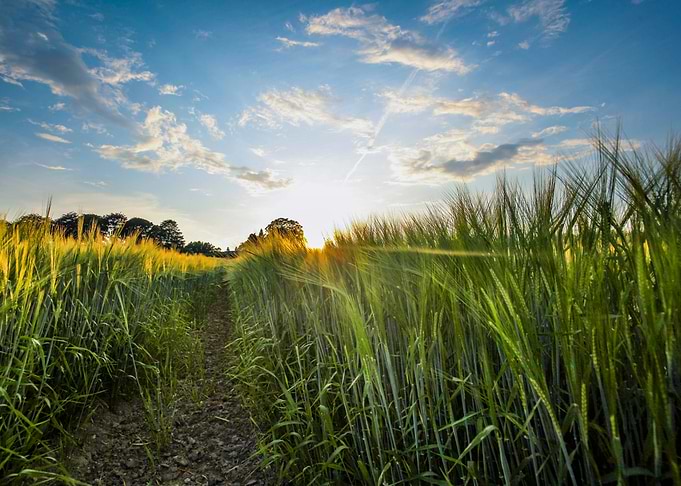 sweet evening light