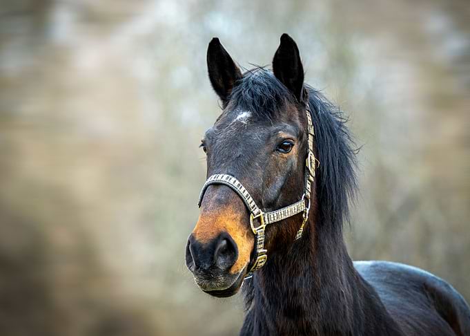 Dark Brown Horse