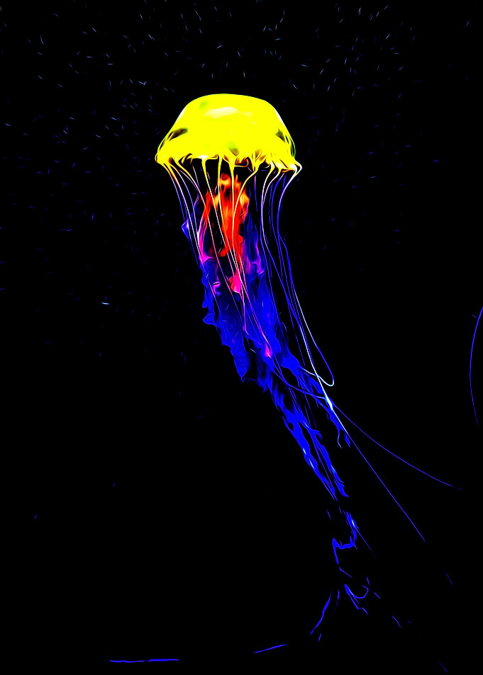Jellyfish050