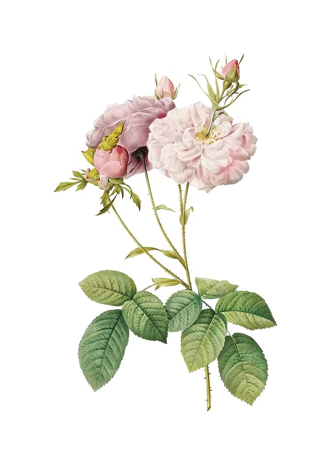 Vintage Damask Rose Flower