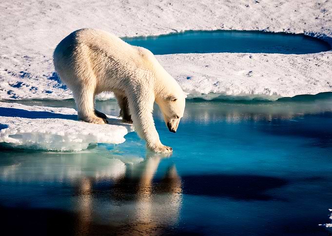 White Bear Animal