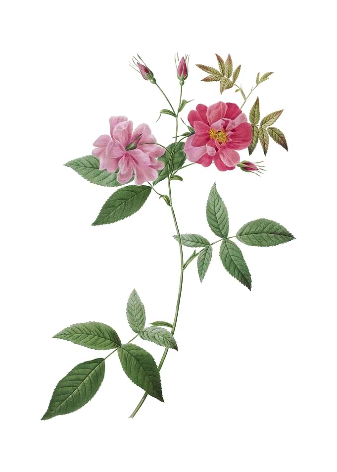 Vintage Hudson Rosehip