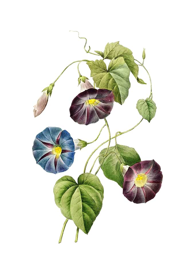 Vintage Morning Glory