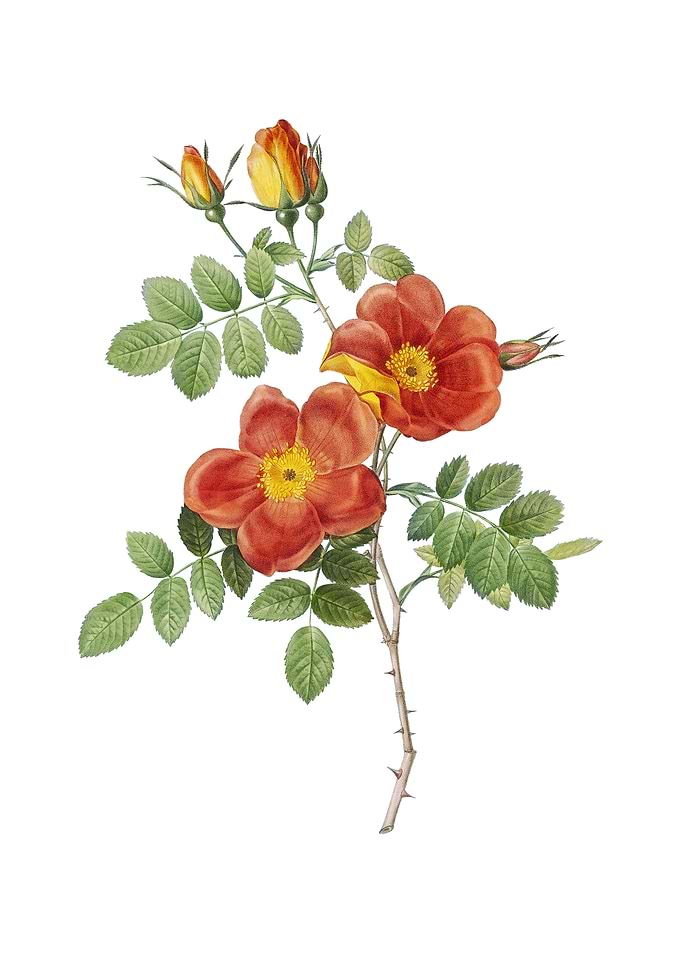 Austrian Briar Rose Flower