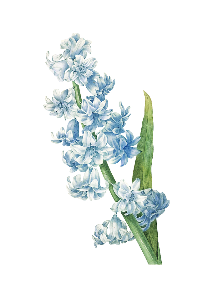 Vintage Oriental Hyacinth