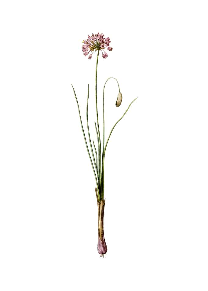 Vintage Autumn Onion
