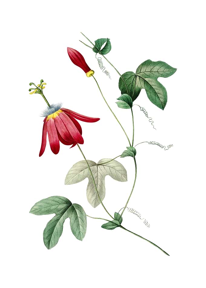 Vintage Red Passion Flower