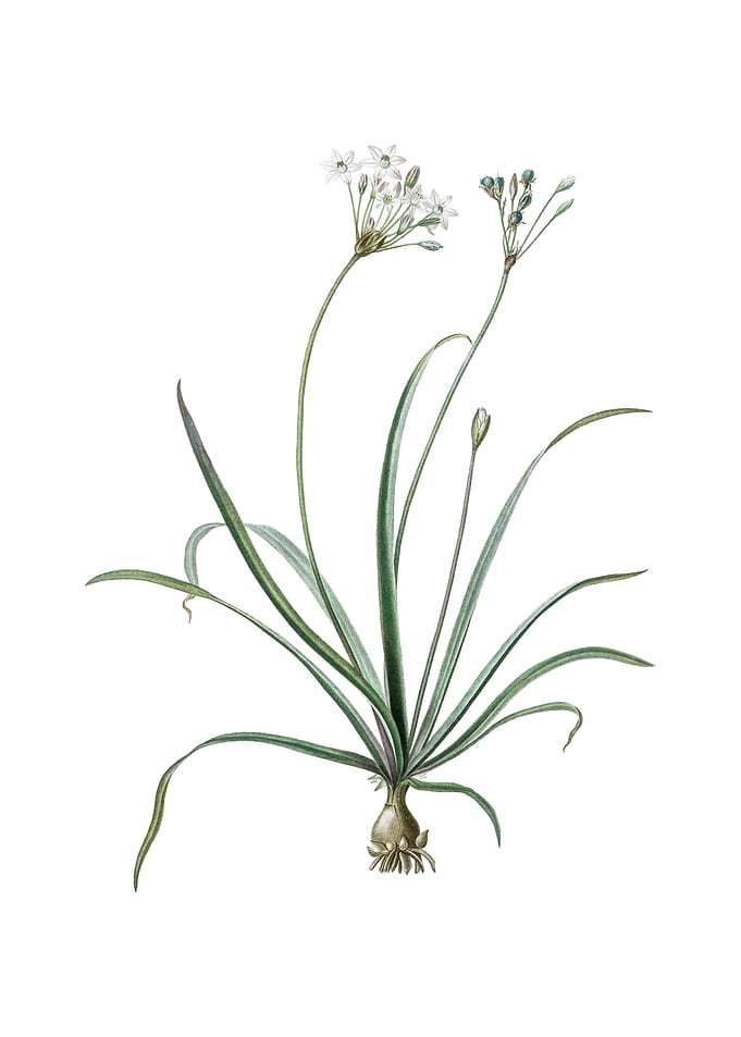 Vintage Allium Fragrans
