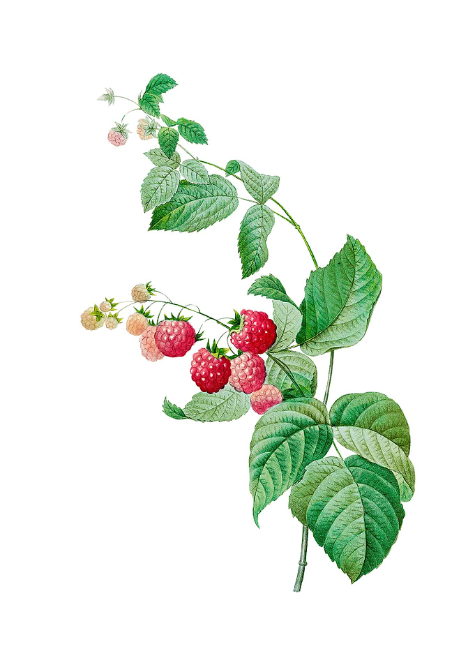 Vintage Red Berries Flower