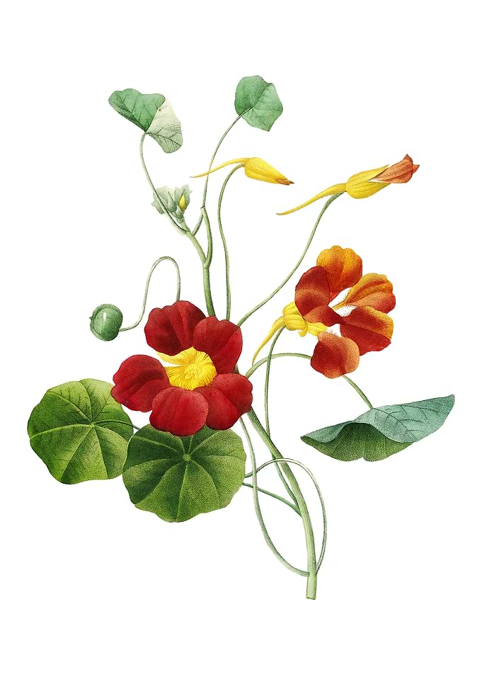 Vintage Monks Cress Flower