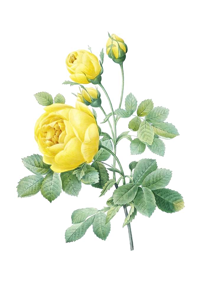 Vintage Yellow Rose Flower