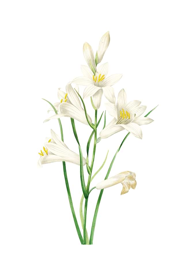 Vintage St Brunos Lily