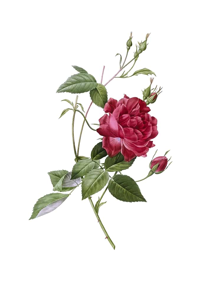 Blood Red Bengal Rose