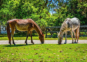 Horse on Cumberland Island