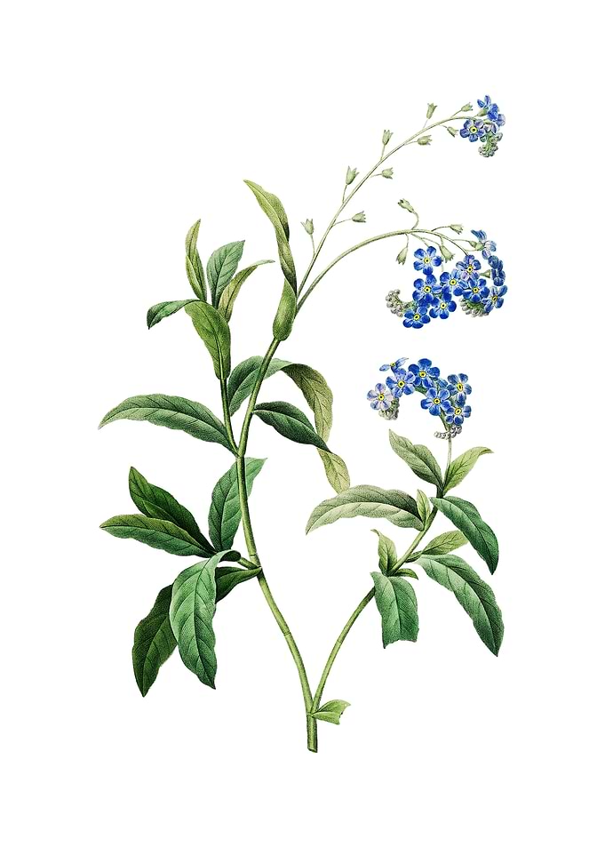 Water Forget Me Not Flower