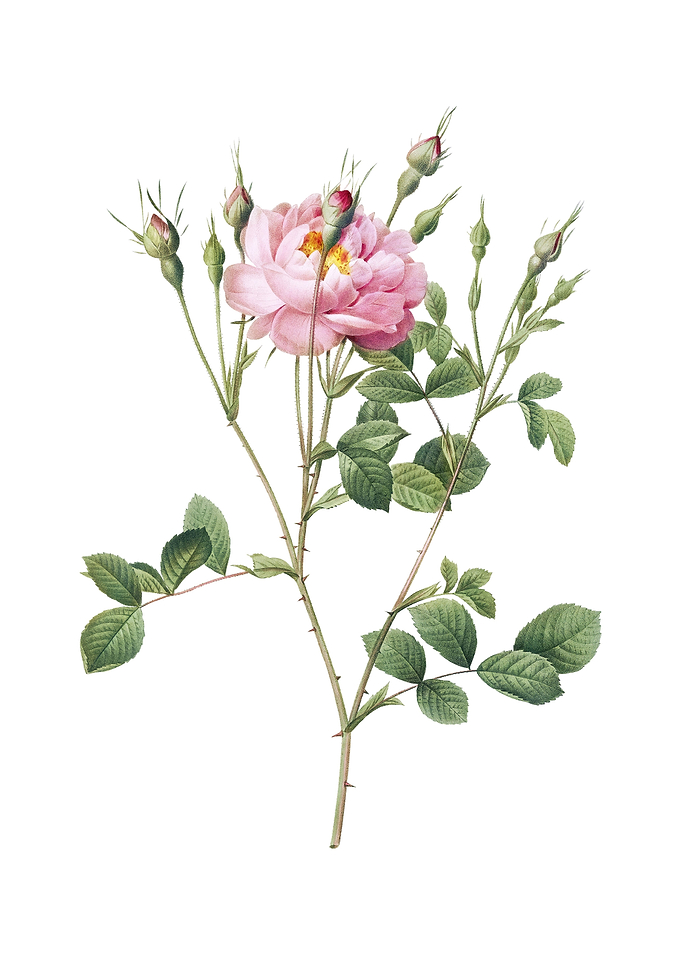 Anemone Sweetbriar Rose