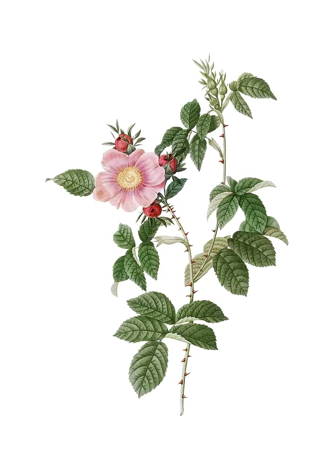 Big Flowered Dog Rose
