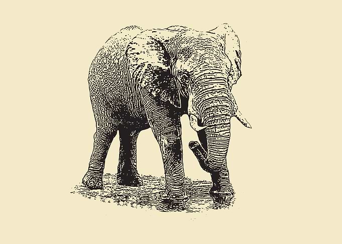 African elephant