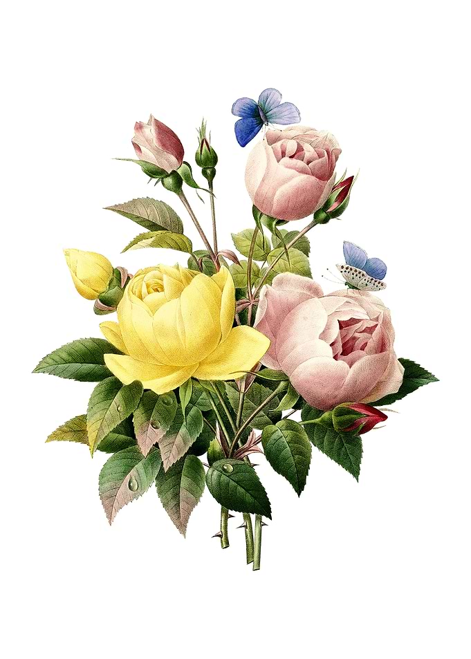 Vintage Variety of Roses
