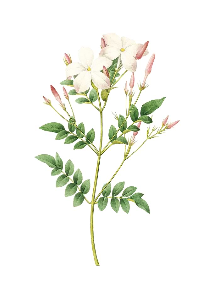 Vintage Spanish Jasmine