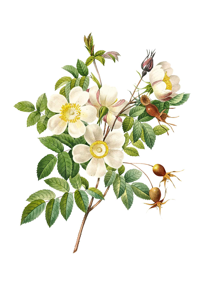 White Candolle Rose Flower