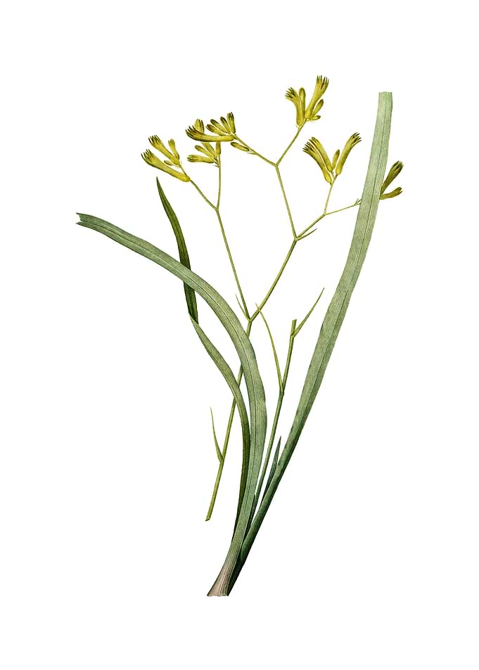 Anigozanthos Flavida