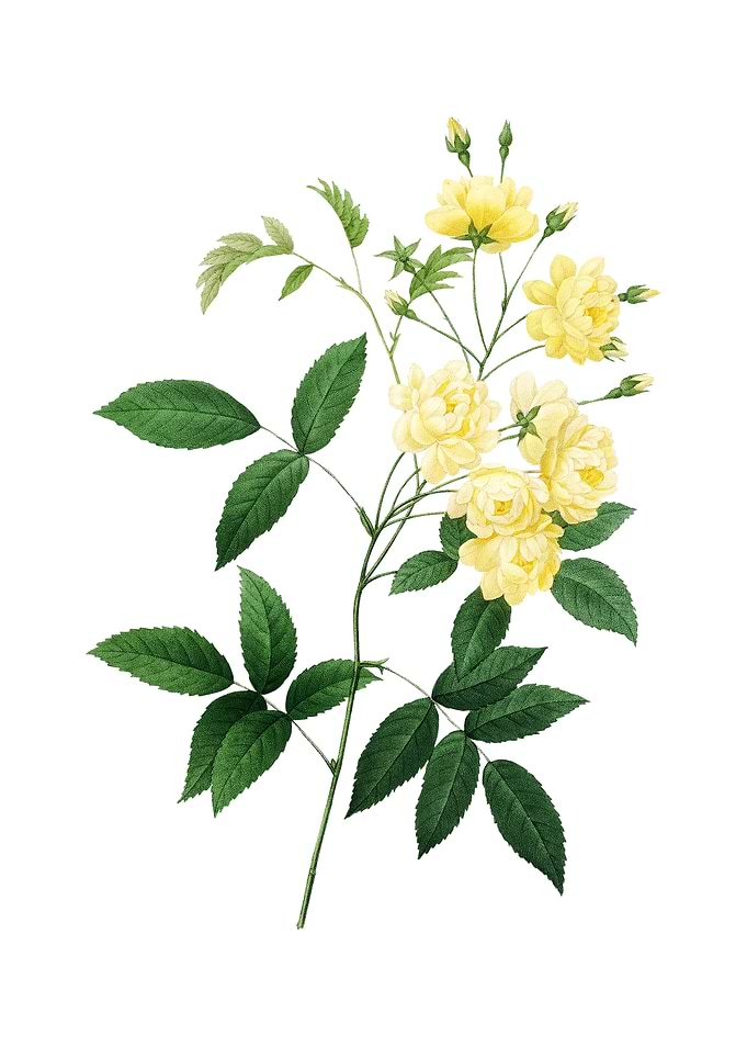 Vintage Lady Banks Rose