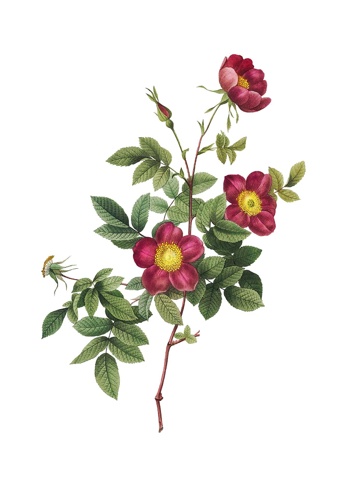 Vintage Alpine Rose Flower