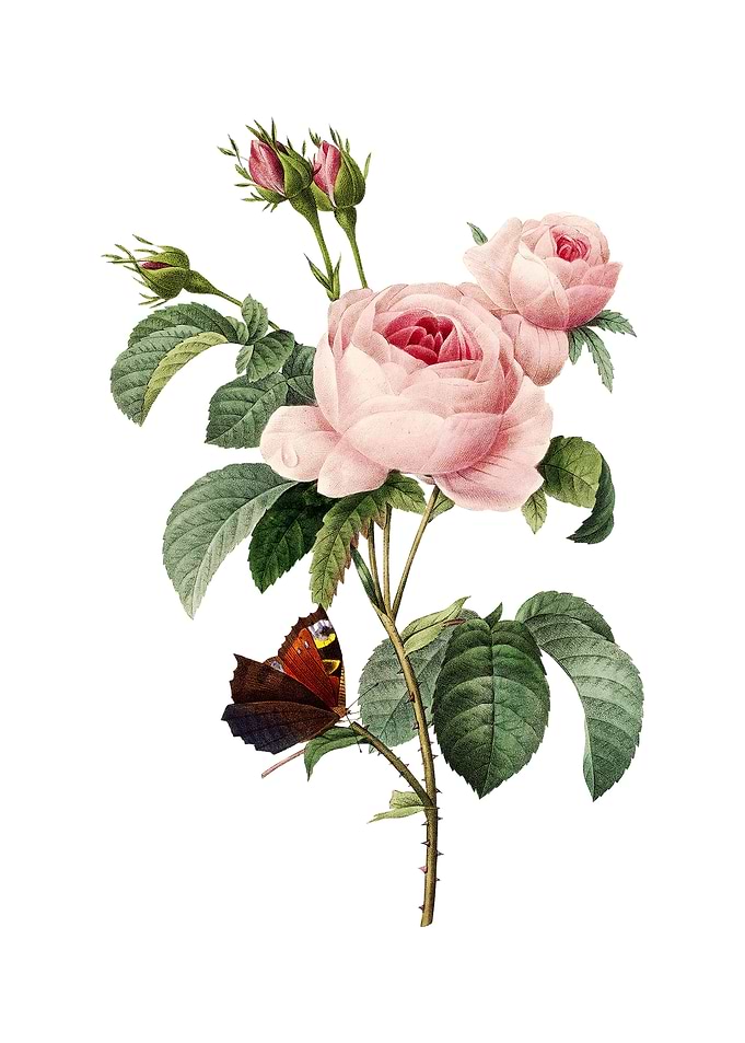 Vintage Provence Rose