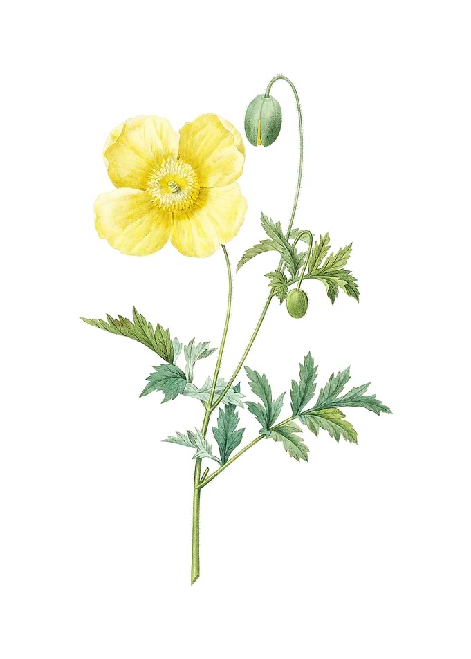 Vintage Welsh Poppy Flower