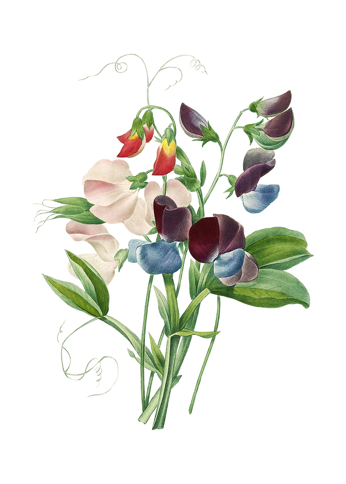 Vintage Sweet Pea on White