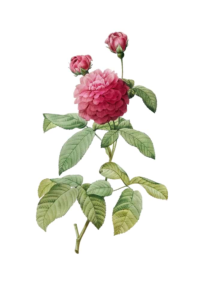 Agatha Rose in Bloom
