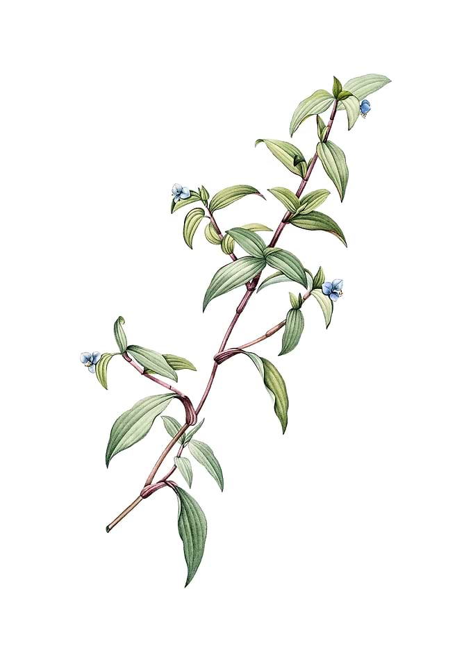 Vintage Birdbill Dayflower