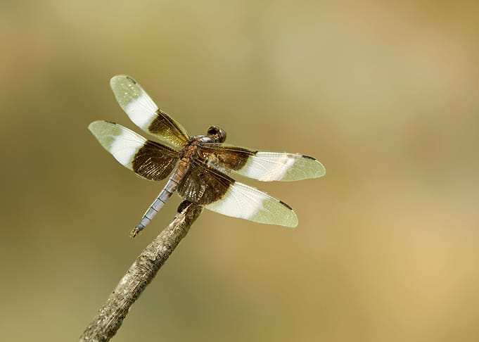 Colorful dragonfly at rest