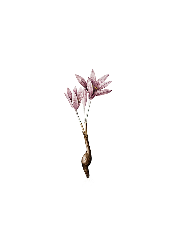 Vintage Autumn Crocus