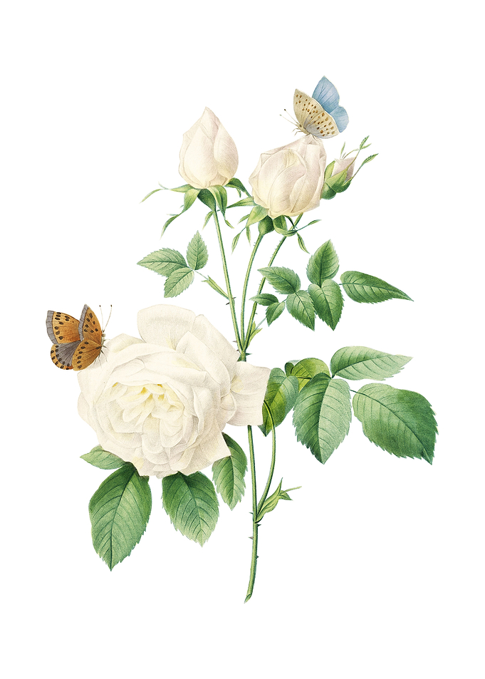 Vintage White Bengal Rose