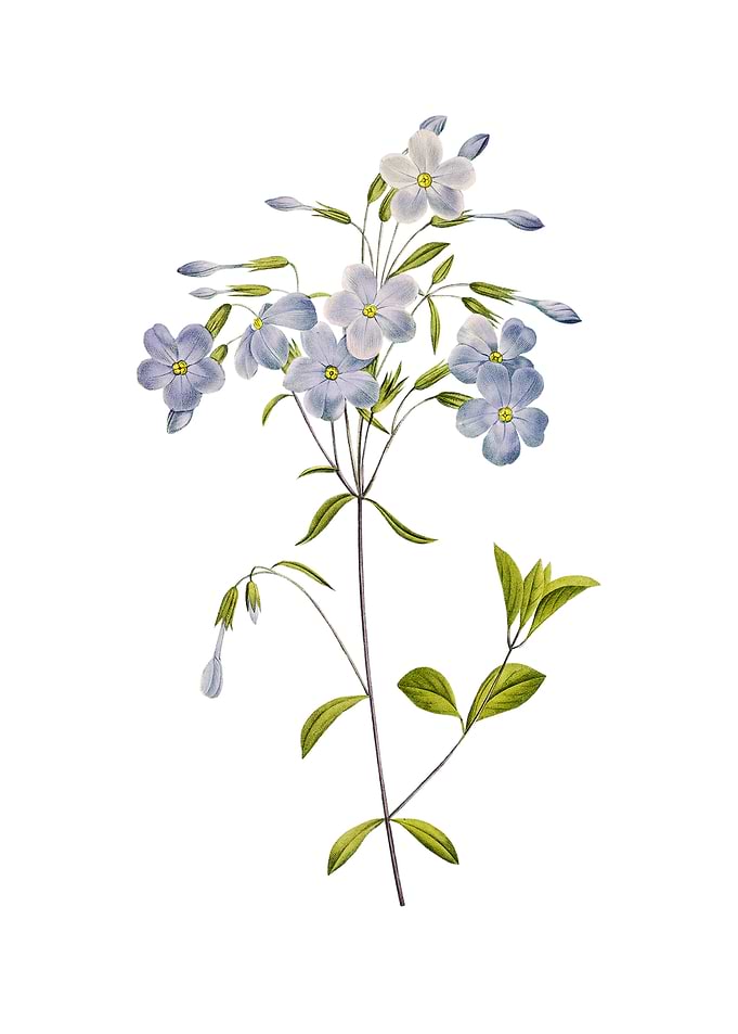 Vintage Phlox on White