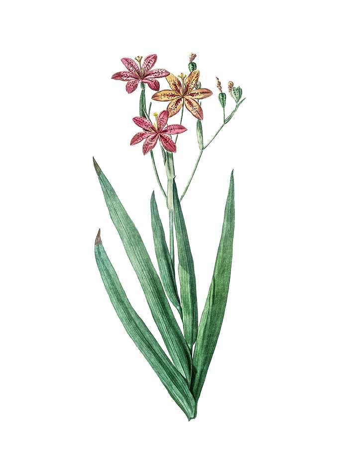 Vintage Blackberry Lily
