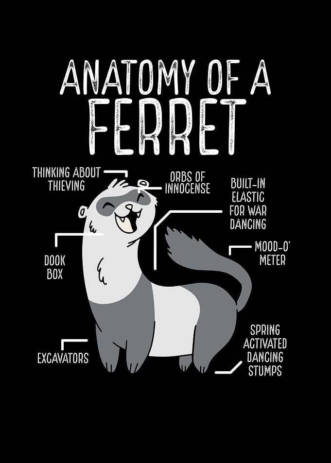Anatomy of a ferret