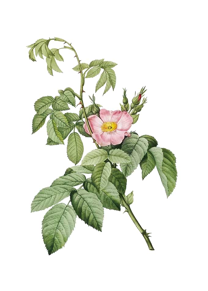 Vintage Apple Rose Flower