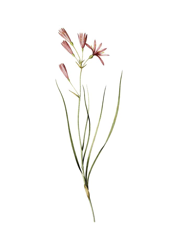 Vintage Amaryllis Montana