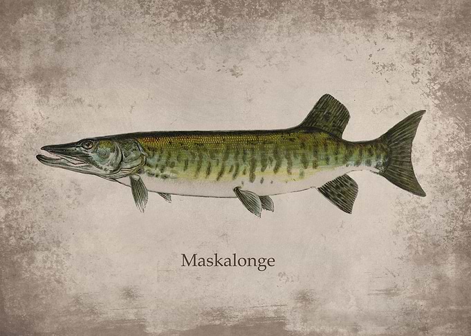 Maskalonge