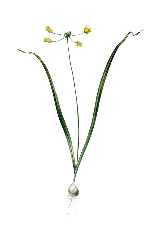 Allium Scorzonera Folium