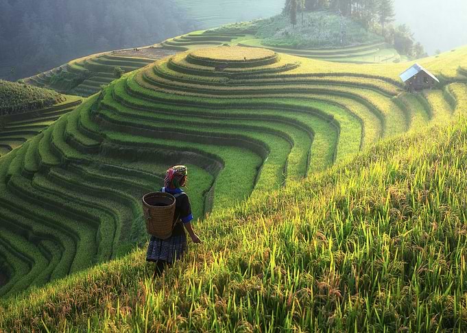 green field landscape