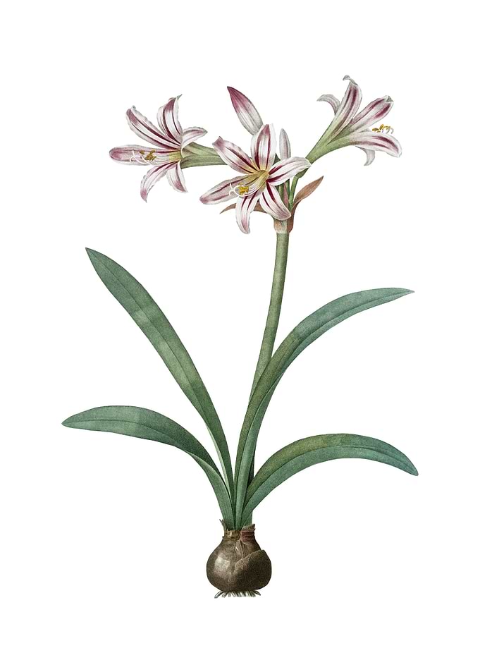 Vintage Amaryllis on White