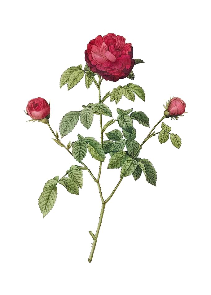Agatha Rose in Bloom